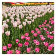 ヒメ日記 2025/04/17 17:07 投稿 こころ ぽちゃSPA