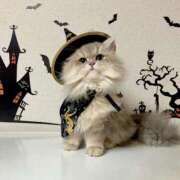 ヒメ日記 2025/10/31 21:01 投稿 アンリ ラブコレクション