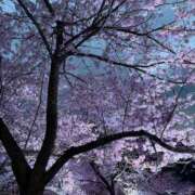 ヒメ日記 2026/04/09 01:01 投稿 アンリ ラブコレクション