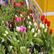 ヒメ日記 2025/03/16 10:21 投稿 ゆず 三重四日市ちゃんこ