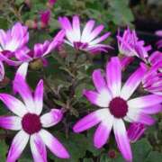 ヒメ日記 2025/03/17 10:21 投稿 ゆず 三重四日市ちゃんこ