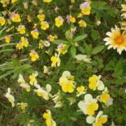 ヒメ日記 2025/04/15 11:22 投稿 ゆず 三重四日市ちゃんこ