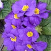 ヒメ日記 2025/04/22 17:21 投稿 ゆず 三重四日市ちゃんこ