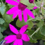 ヒメ日記 2025/04/24 19:51 投稿 ゆず 三重四日市ちゃんこ