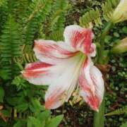 ヒメ日記 2025/04/29 10:41 投稿 ゆず 三重四日市ちゃんこ