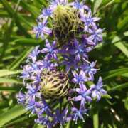 ヒメ日記 2025/05/08 17:51 投稿 ゆず 三重四日市ちゃんこ