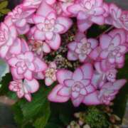 ヒメ日記 2025/05/10 10:02 投稿 ゆず 三重四日市ちゃんこ