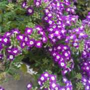 ヒメ日記 2025/05/11 19:31 投稿 ゆず 三重四日市ちゃんこ