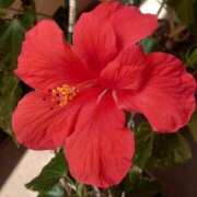 ヒメ日記 2025/05/12 16:02 投稿 ゆず 三重四日市ちゃんこ