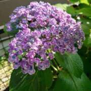 ヒメ日記 2025/07/14 18:51 投稿 ゆず 三重四日市ちゃんこ