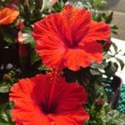 ヒメ日記 2025/07/27 14:41 投稿 ゆず 三重四日市ちゃんこ