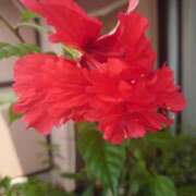 ヒメ日記 2025/08/19 21:41 投稿 ゆず 三重四日市ちゃんこ