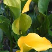 ヒメ日記 2025/08/26 18:21 投稿 ゆず 三重四日市ちゃんこ