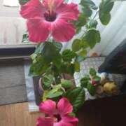 ヒメ日記 2025/08/27 18:51 投稿 ゆず 三重四日市ちゃんこ