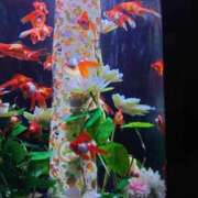 ヒメ日記 2025/09/07 17:01 投稿 ゆず 三重四日市ちゃんこ