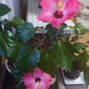 ヒメ日記 2025/09/11 09:51 投稿 ゆず 三重四日市ちゃんこ