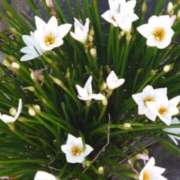 ヒメ日記 2025/10/13 09:01 投稿 ゆず 三重四日市ちゃんこ