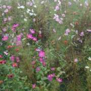 ヒメ日記 2025/10/16 13:51 投稿 ゆず 三重四日市ちゃんこ