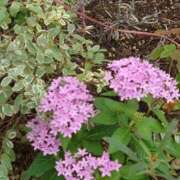 ヒメ日記 2025/10/17 23:01 投稿 ゆず 三重四日市ちゃんこ