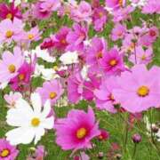 ヒメ日記 2025/10/25 10:03 投稿 ゆず 三重四日市ちゃんこ