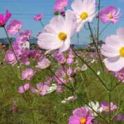 ヒメ日記 2025/11/02 16:21 投稿 ゆず 三重四日市ちゃんこ