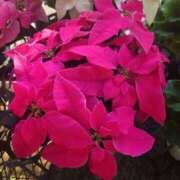 ヒメ日記 2025/11/26 18:51 投稿 ゆず 三重四日市ちゃんこ