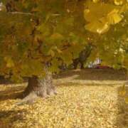 ヒメ日記 2025/11/30 16:01 投稿 ゆず 三重四日市ちゃんこ