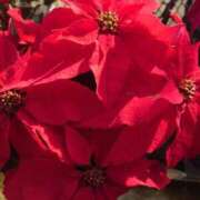 ヒメ日記 2025/12/02 17:51 投稿 ゆず 三重四日市ちゃんこ