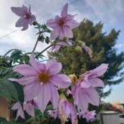 ヒメ日記 2025/12/03 23:41 投稿 ゆず 三重四日市ちゃんこ