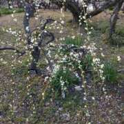 ヒメ日記 2026/03/08 16:31 投稿 ゆず 三重四日市ちゃんこ