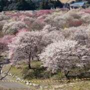 ヒメ日記 2026/03/16 10:31 投稿 ゆず 三重四日市ちゃんこ