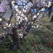 ヒメ日記 2026/03/19 08:31 投稿 ゆず 三重四日市ちゃんこ