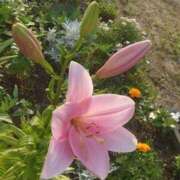 ヒメ日記 2026/03/24 15:11 投稿 ゆず 三重四日市ちゃんこ