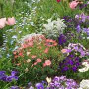 ヒメ日記 2026/03/27 10:21 投稿 ゆず 三重四日市ちゃんこ