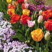 ヒメ日記 2026/03/29 08:21 投稿 ゆず 三重四日市ちゃんこ