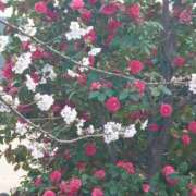 ヒメ日記 2026/03/31 12:31 投稿 ゆず 三重四日市ちゃんこ