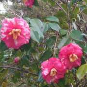 ヒメ日記 2026/03/31 20:51 投稿 ゆず 三重四日市ちゃんこ