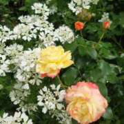 ヒメ日記 2026/04/05 17:01 投稿 ゆず 三重四日市ちゃんこ