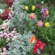 ヒメ日記 2026/04/08 08:41 投稿 ゆず 三重四日市ちゃんこ