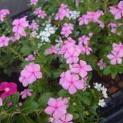 ヒメ日記 2026/04/16 17:01 投稿 ゆず 三重四日市ちゃんこ