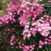 ヒメ日記 2026/04/18 18:31 投稿 ゆず 三重四日市ちゃんこ