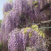 ヒメ日記 2026/04/19 16:41 投稿 ゆず 三重四日市ちゃんこ