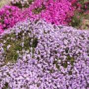 ヒメ日記 2026/04/25 19:21 投稿 ゆず 三重四日市ちゃんこ