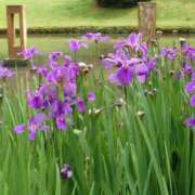 ヒメ日記 2026/05/25 11:31 投稿 ゆず 三重四日市ちゃんこ
