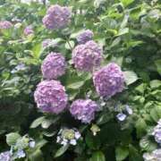 ヒメ日記 2026/06/19 11:41 投稿 ゆず 三重四日市ちゃんこ