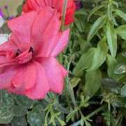 ヒメ日記 2025/02/27 13:25 投稿 諸星さら 乳ビーナス(New Venus)