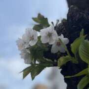 ヒメ日記 2025/04/16 11:32 投稿 諸星さら 乳ビーナス(New Venus)