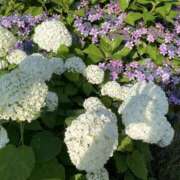 ヒメ日記 2025/06/01 20:26 投稿 諸星さら 乳ビーナス(New Venus)