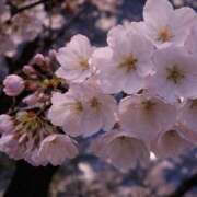 ヒメ日記 2026/03/27 14:10 投稿 諸星さら 乳ビーナス(New Venus)