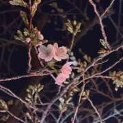 諸星さら 春 乳ビーナス(New Venus)